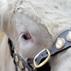 Illustration for article titled Cows Are Deadlier Than You Ever Knew
